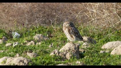 Little Owl