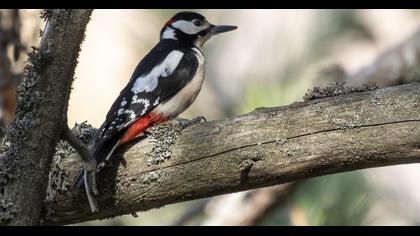 Great Spotted Woodpecker