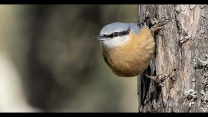 Eurasian Nuthatch