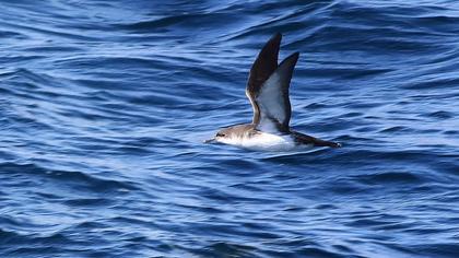 Yelkouan Shearwater