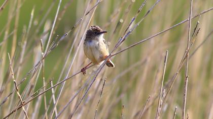 Zitting Cisticola