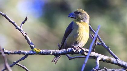 Red Crossbill