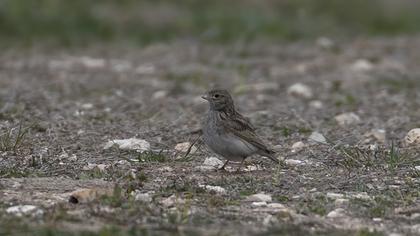 Turkestan Short-toed Lark