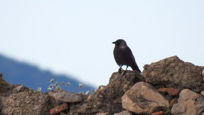 Western Jackdaw