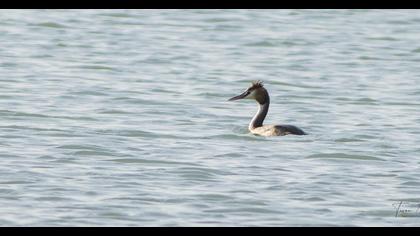 Great Crested Grebe