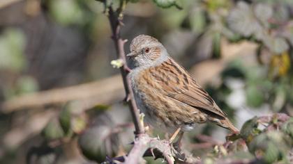 Dunnock