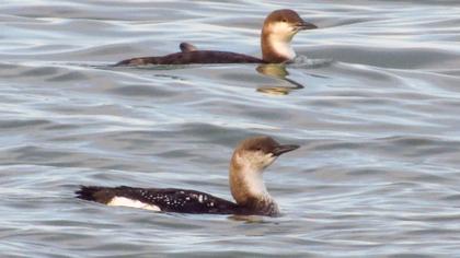 Black-throated Loon
