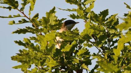Lesser Whitethroat