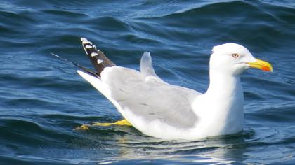 Yellow-legged Gull