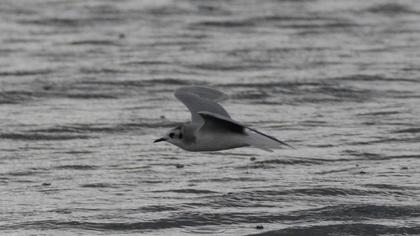 Little Gull