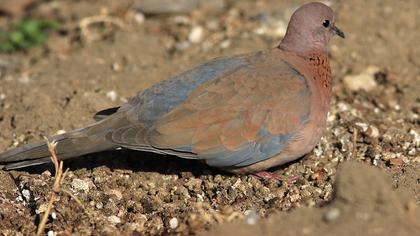 Laughing Dove