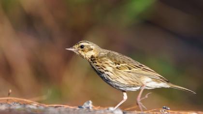Olive-backed Pipit