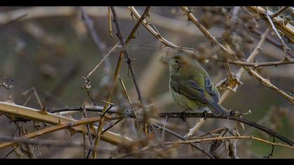Common Chiffchaff