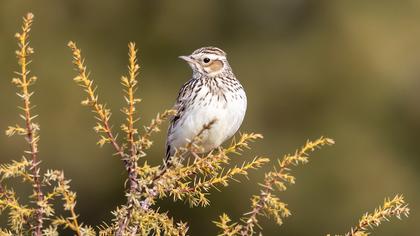 Woodlark
