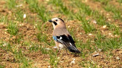Eurasian Jay