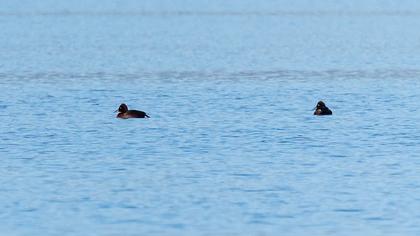 Ferruginous Duck
