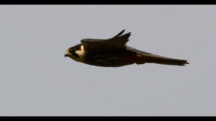 Eurasian Hobby