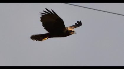 Western Marsh Harrier