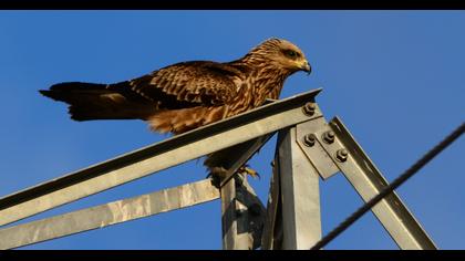 Black Kite