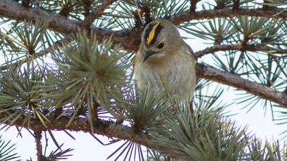 Goldcrest
