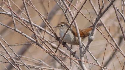 Cetti`s Warbler
