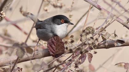 Sardinian Warbler