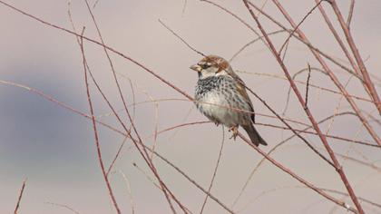 Spanish Sparrow