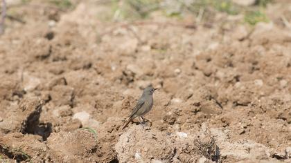Black Redstart