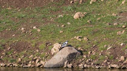 Pied Kingfisher
