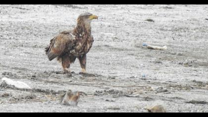 White-tailed Eagle