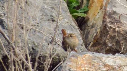 Eurasian Wren