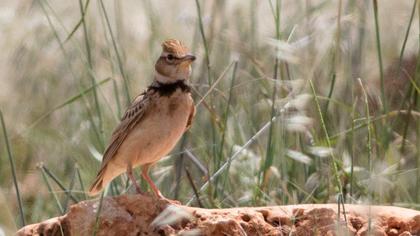 Bimaculated Lark