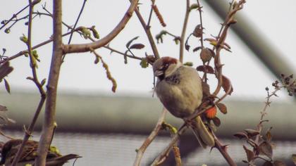 House Sparrow