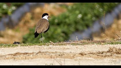 Spur-winged Lapwing