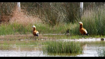 Ruddy Shelduck