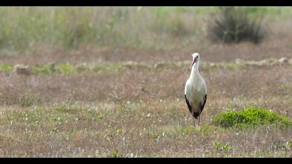 White Stork