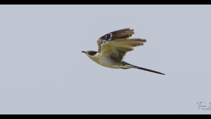 Great Spotted Cuckoo