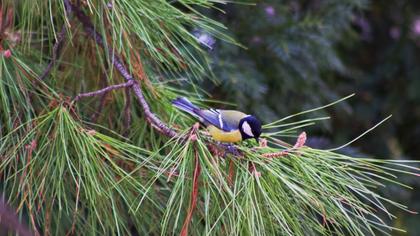 Great Tit