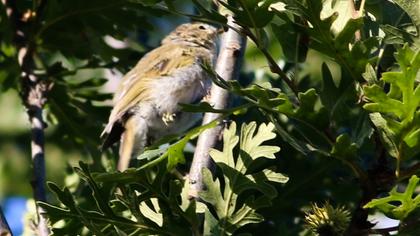 Eastern Bonelli`s Warbler