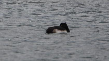 Tufted Duck