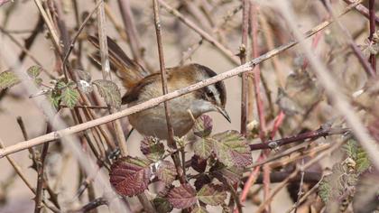 Moustached Warbler