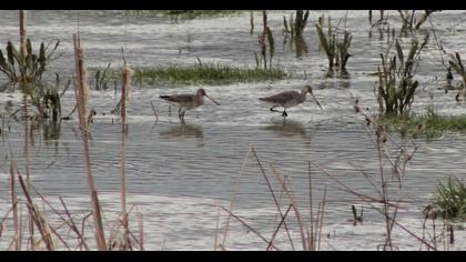 Black-tailed Godwit
