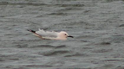 Slender-billed Gull