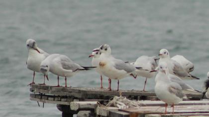 Black-headed Gull