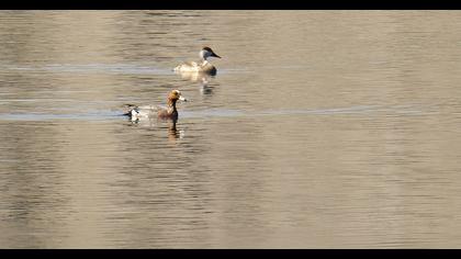 Eurasian Wigeon
