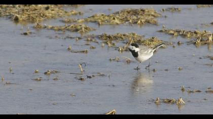 White Wagtail