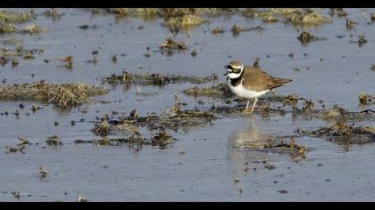 Little Ringed Plover