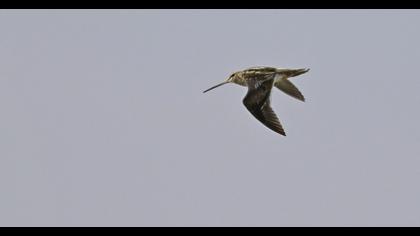Common Snipe
