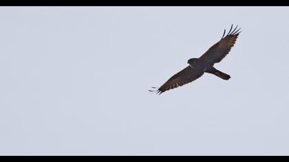 Western Marsh Harrier