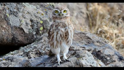 Little Owl